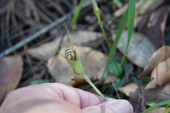 Pterostylis ophioglossa