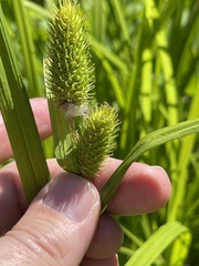 Carex typhina