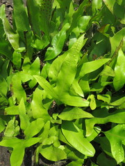 Microsorum scolopendria