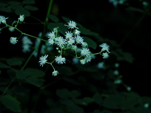 Image of Thalictrum revolutum by (c) Michael J. Papay, some rights reserved (CC BY)