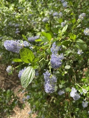 Ceanothus sanguineus