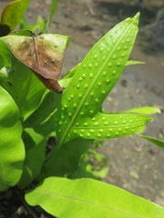 Microsorum scolopendria