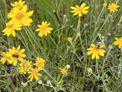Arnica angustifolia