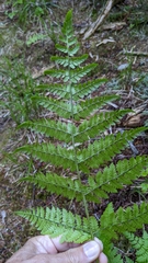 Dryopteris campyloptera image