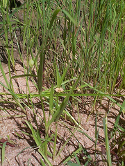 Commelina aspera