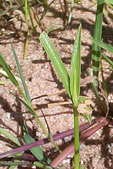 Commelina aspera