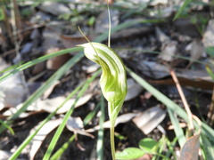 Pterostylis ophioglossa