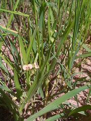 Commelina aspera