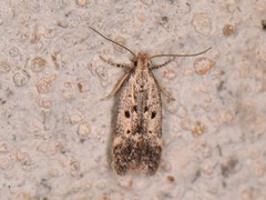 Neodactylota liguritrix