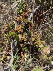 Ceanothus hearstiorum