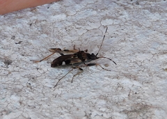 Beosus maritimus