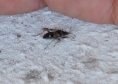 Beosus maritimus