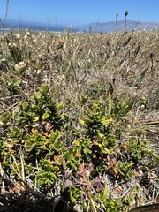 Ceanothus hearstiorum