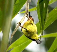 Chalcoparia singalensis