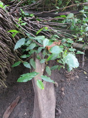 Ormocarpum verrucosum