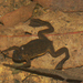 Lake Oku Clawed Frog - Photo (c) Václav Gvoždík, some rights reserved (CC BY-SA)