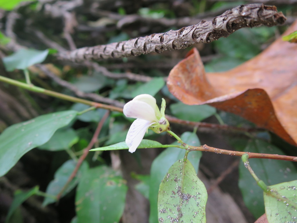 Ormocarpum verrucosum