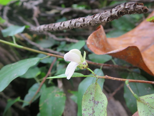 Ormocarpum verrucosum