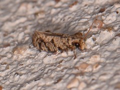 Amydria margoriella