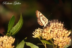 Ariconias glaphyra