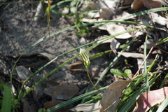 Pterostylis ophioglossa