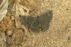 Exoplisia myrtis