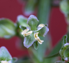 Rumex triangulivalvis