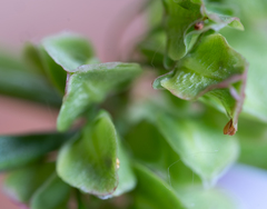 Rumex triangulivalvis