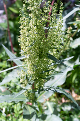 Rumex triangulivalvis