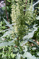 Rumex triangulivalvis