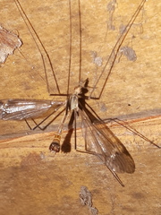 Tipula lunata
