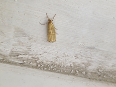 Chrysocramboides craterella