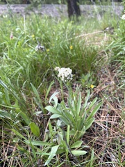 Antennaria lanata