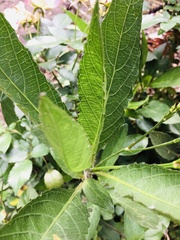 Ruellieae