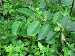 Dalbergia ecastaphyllum