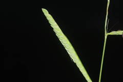 Paspalum jesuiticum