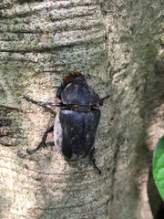 Trypoxylus dichotomus tsunobosonis