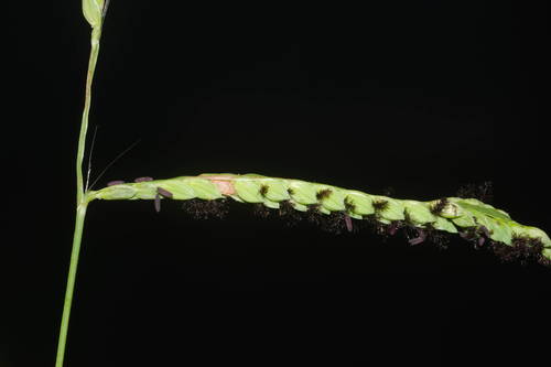 Paspalum jesuiticum