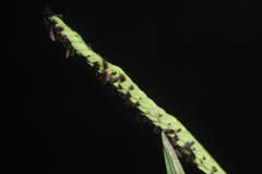 Paspalum jesuiticum