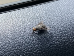 Chrysops carbonarius