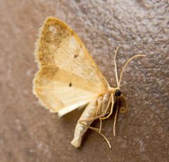 Idaea politaria