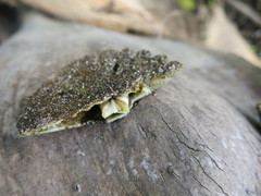 Rotula deciesdigitatus