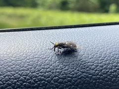 Chrysops carbonarius