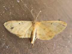 Idaea politaria