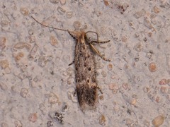 Neodactylota liguritrix