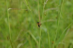 Tenthredopsis friesei