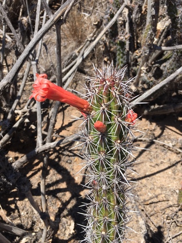Octopus Cactus (Stenocereus alamosensis)  iNaturalist