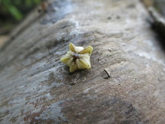 Rotula deciesdigitatus