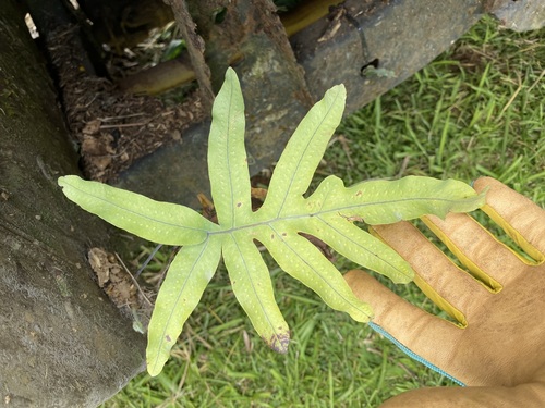 Phlebodium aureum