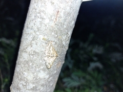 Heliomata glarearia